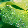 Clover I