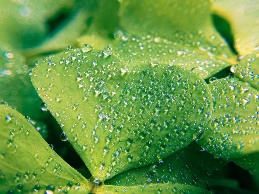 Clover II