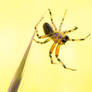 Dancing Spider