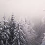 White Forest