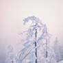 Icy Mist-Trees