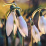 Spring Flowers