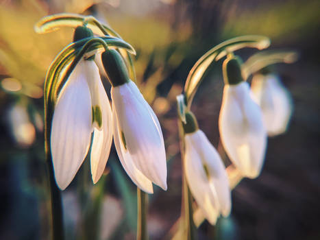 Spring Flowers