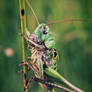 Grasshopper
