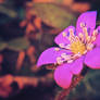 Pink Flower