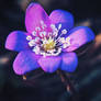 Pink Flower II