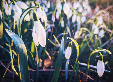 Spring Flowers II