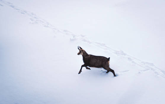 Chamois in the snow
