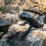 Alpine Salamander