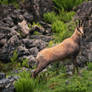 Hochkonig Chamois
