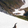 Ibex at Hochgschirr