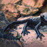 Alpine Salamander II
