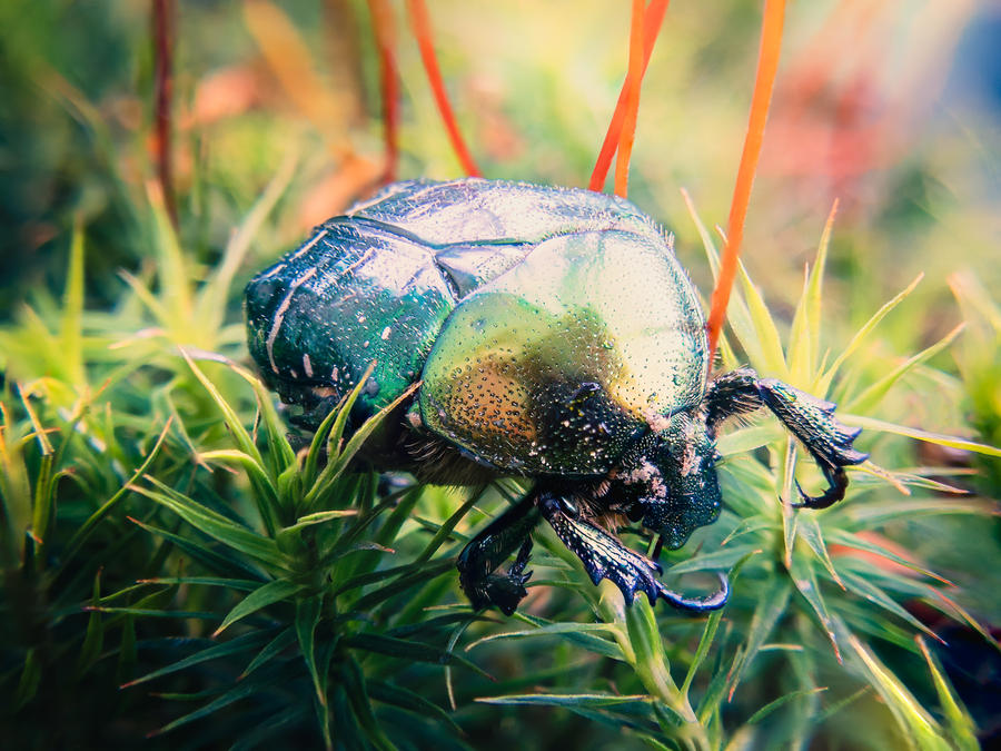 Shiny Bug