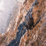 Running Chamois