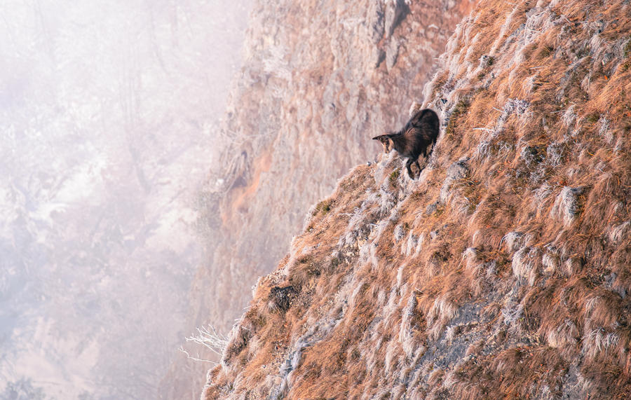 Little Chamois