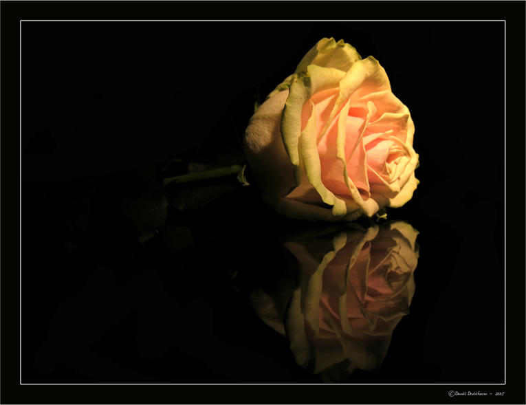 Rose Reflection by Devlicharov on DeviantArt