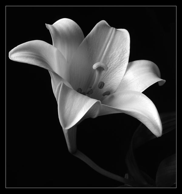 White Lily by Mountain-Dan