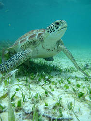 Akumal Bay