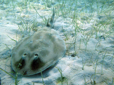 Electric Stingray