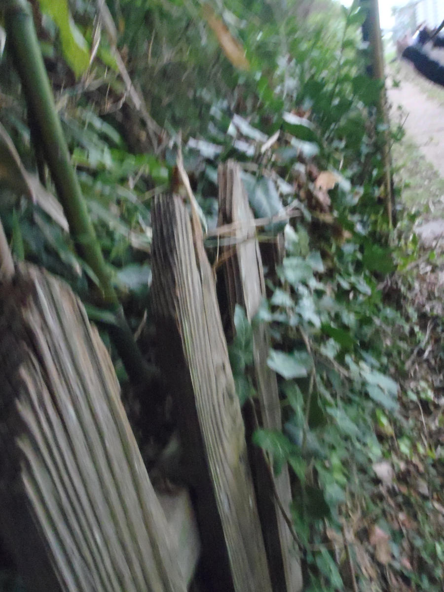 Vines on a Fence