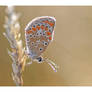 Twinkling butterfly