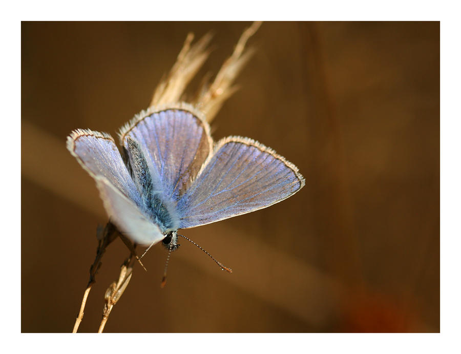 Blue wings II