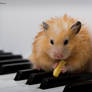 Hamster's Pause
