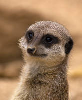 Meerkat 2