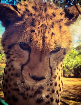 Kenya - Cheetah