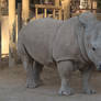 White Rhinoceros 001