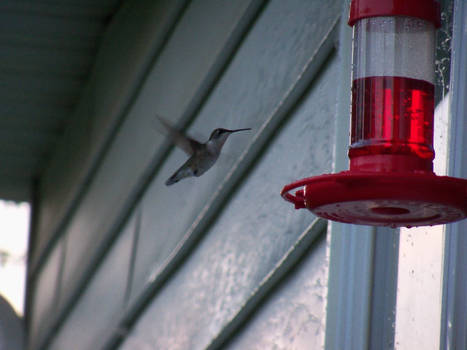 Ruby throat humming bird