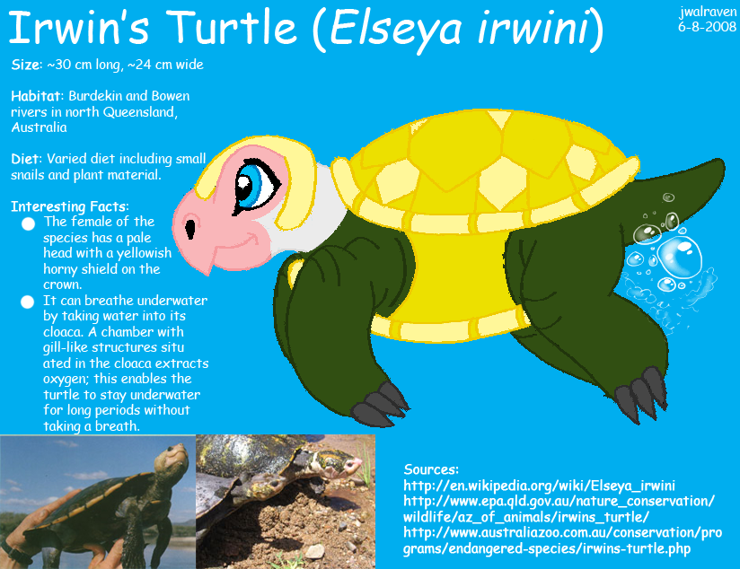 Contest: Irwrin's Turtle