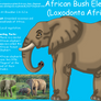 African Bush Elephant Info