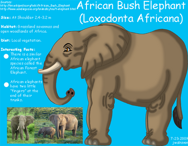 African Bush Elephant Info