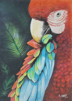 Parrot with colored pencils