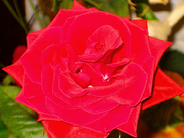 Red rose