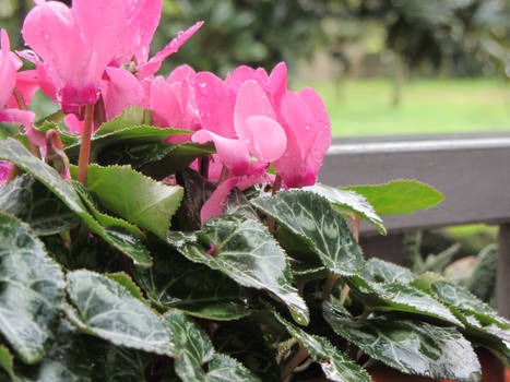 Rainy Flowers