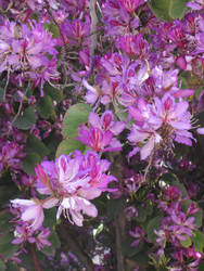 Purple Trees in Palermo