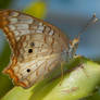 Butterfly II