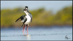 Black-necked Stilt Pair by Hawkeagle7