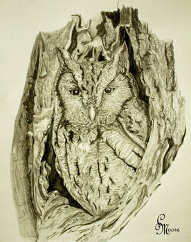 Eastern Screech-Owl Drawing