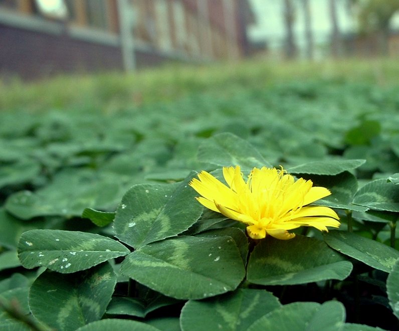 Clovers and Yellow