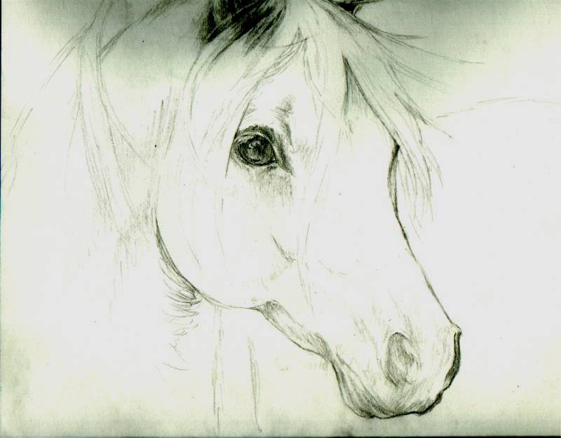 pics Drawings Pencil Realistic Sketch Horse Head Drawing horse head portrait sketch by