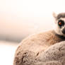 Lemur