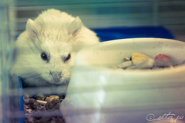 class hamster