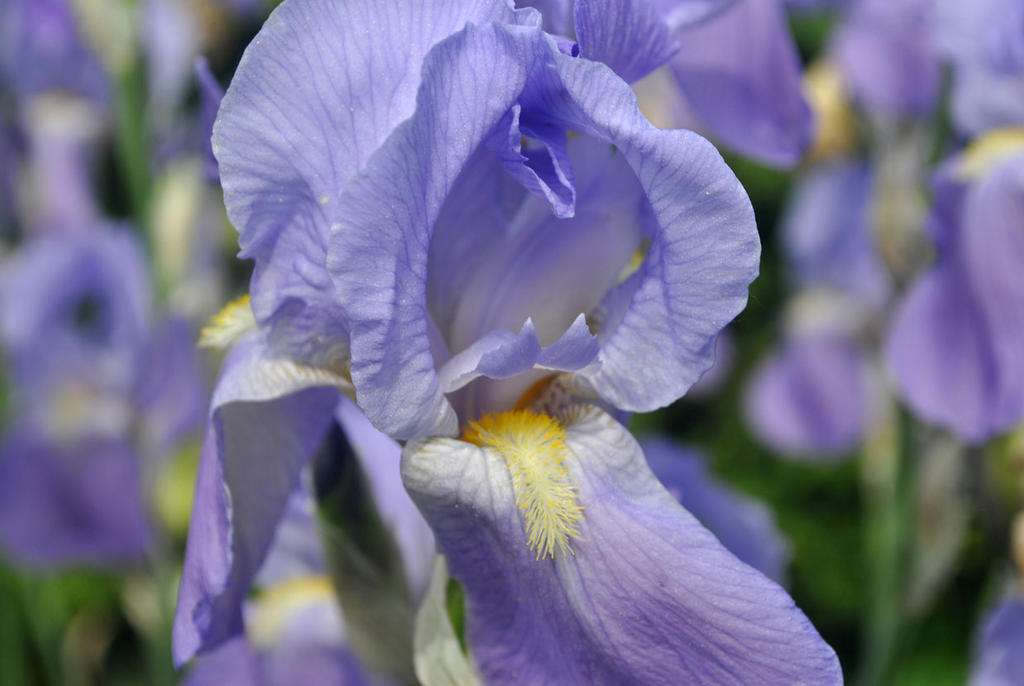 Irises