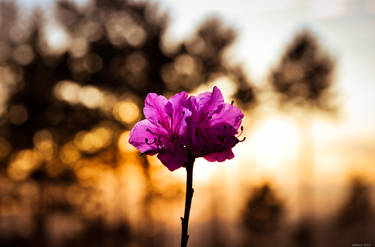 Rhododendron dauricum