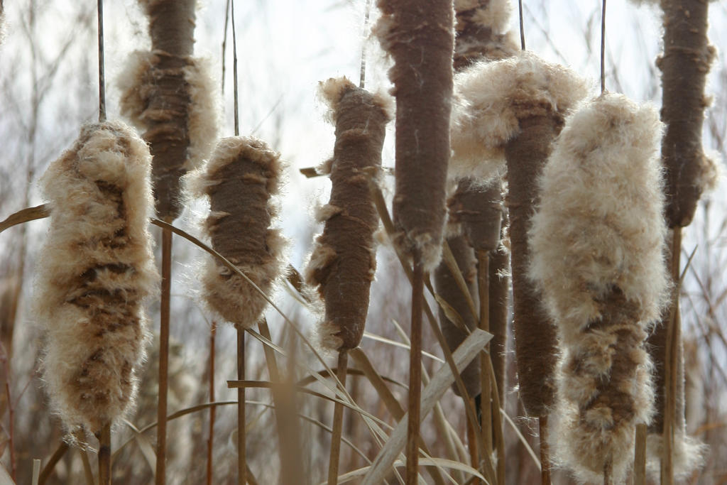 Cattails on ice by MWeisbrich on DeviantArt