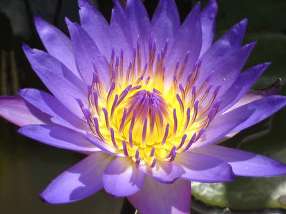 Lotus from the Temple's pond