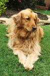 Golden Retriever by daisiesandclovers